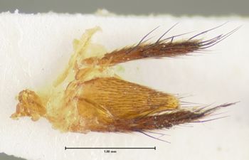 Media type: image;   Entomology 24109 Aspect: genitalia